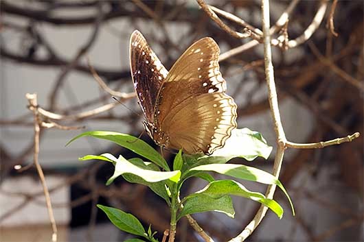 バンガロール 蝶