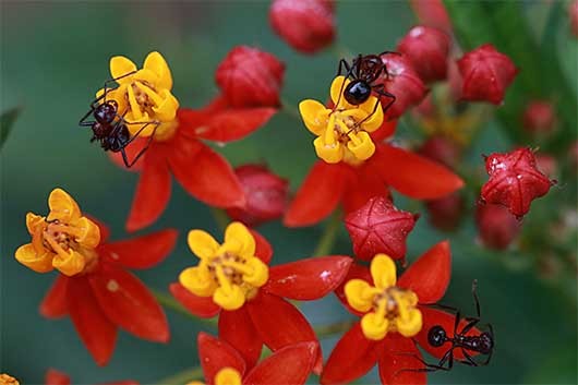 バンガロール 蟻と花