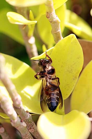バンガロール ハチの奇妙な行動