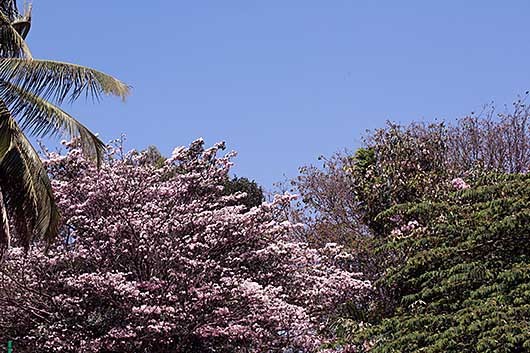 バンガロール 桜？