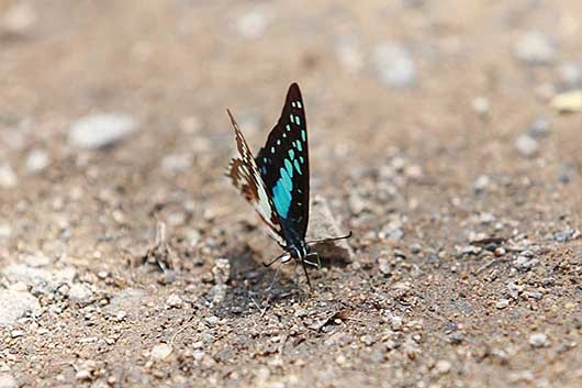 バンガロール 蝶