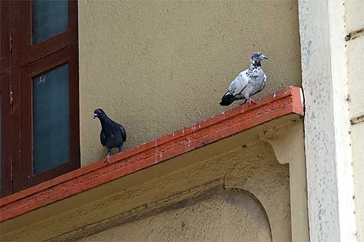バンガロール 黒い鳩と斑の鳩
