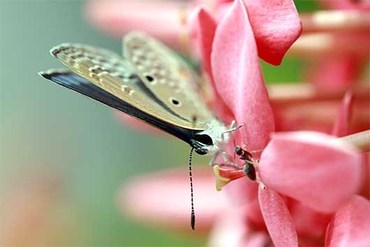 バンガロール 蝶と蟻