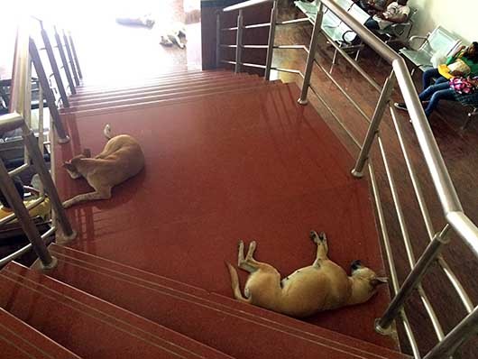 ベンガルール 階段に寝そべる犬
